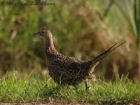 Fazant [Phasianus toquatus]